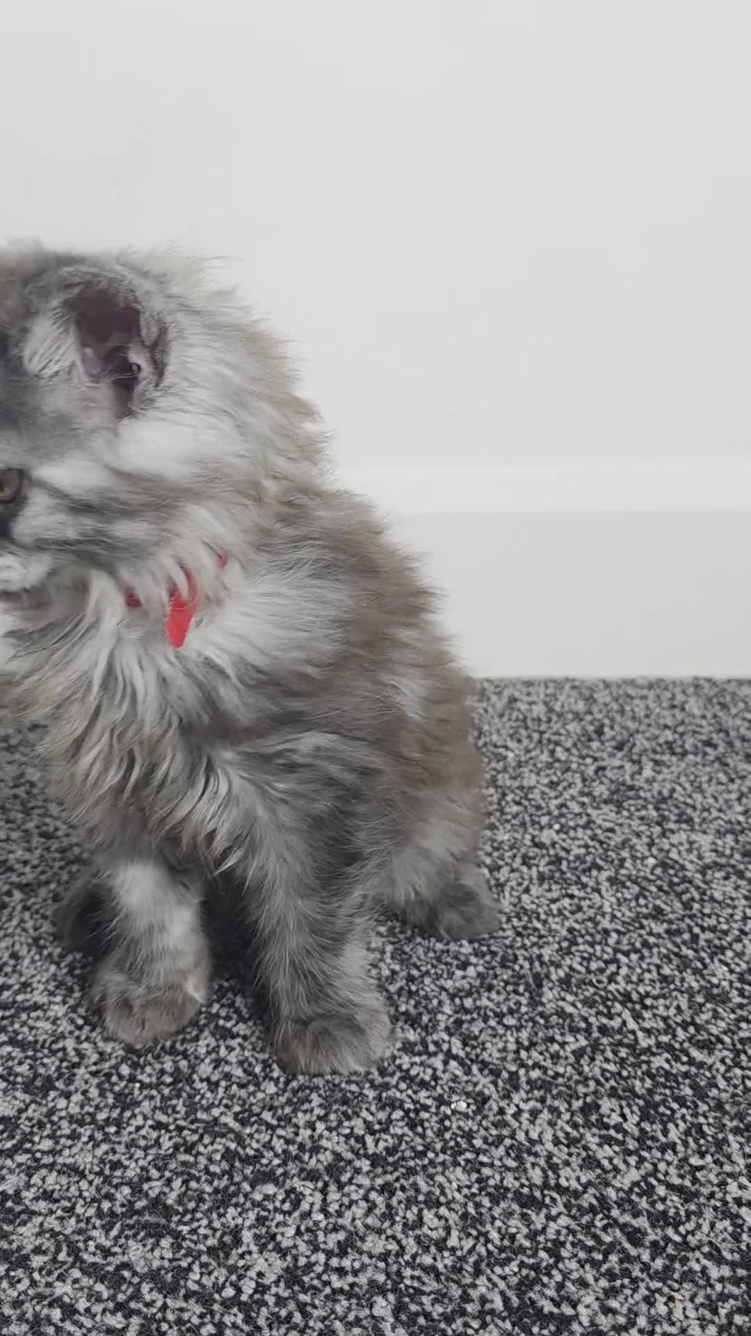 Maine Coon cats for sale: Maine coon pedigree kittens  - Video 3