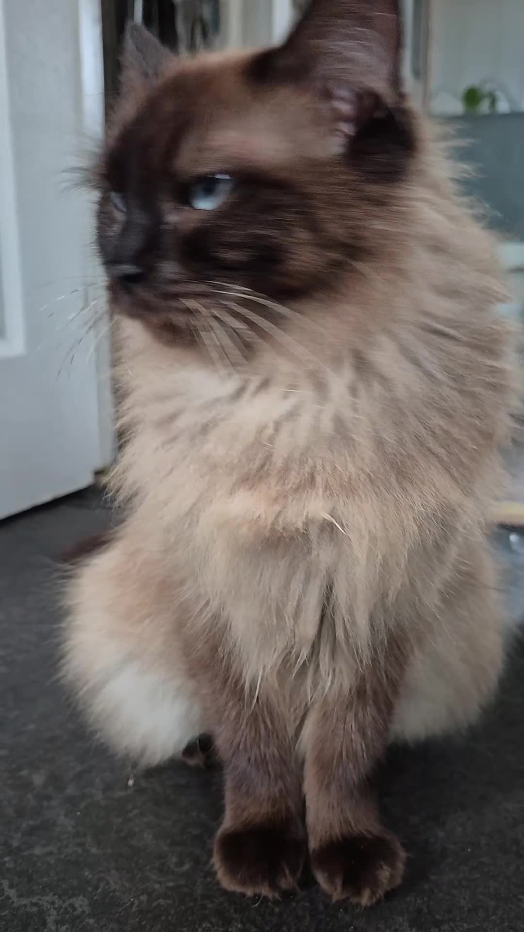 Mixed Breed cats for sale: Rogdoll cross kittens  - Video 1