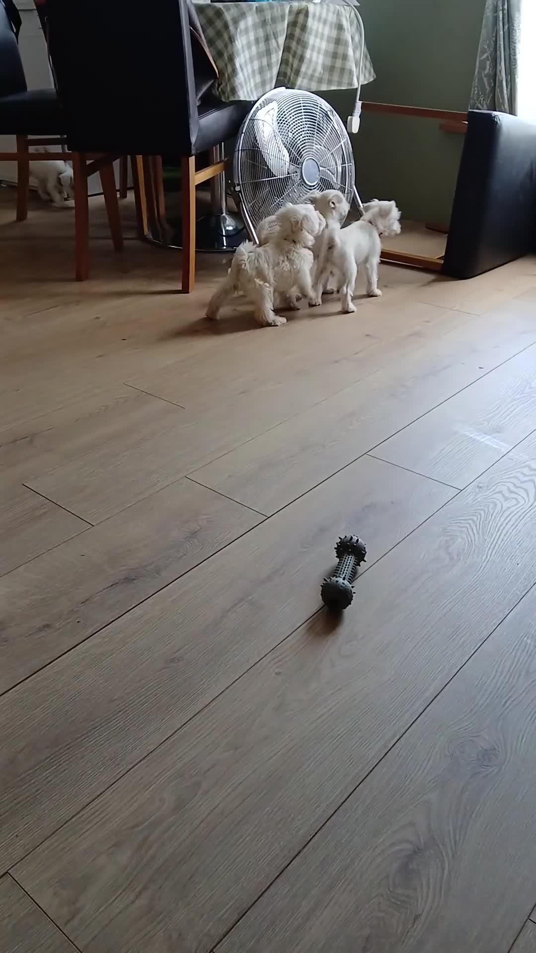Miniature Schnauzer dogs for sale: Adorable white schnauzer puppy-last one left now  - Video 4