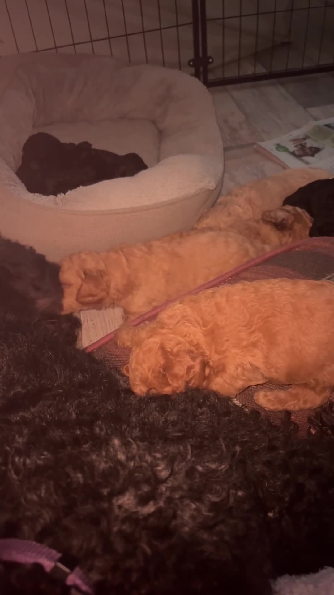 Labradoodle dogs for sale: Miniature labradoodle puppies  - Video 2