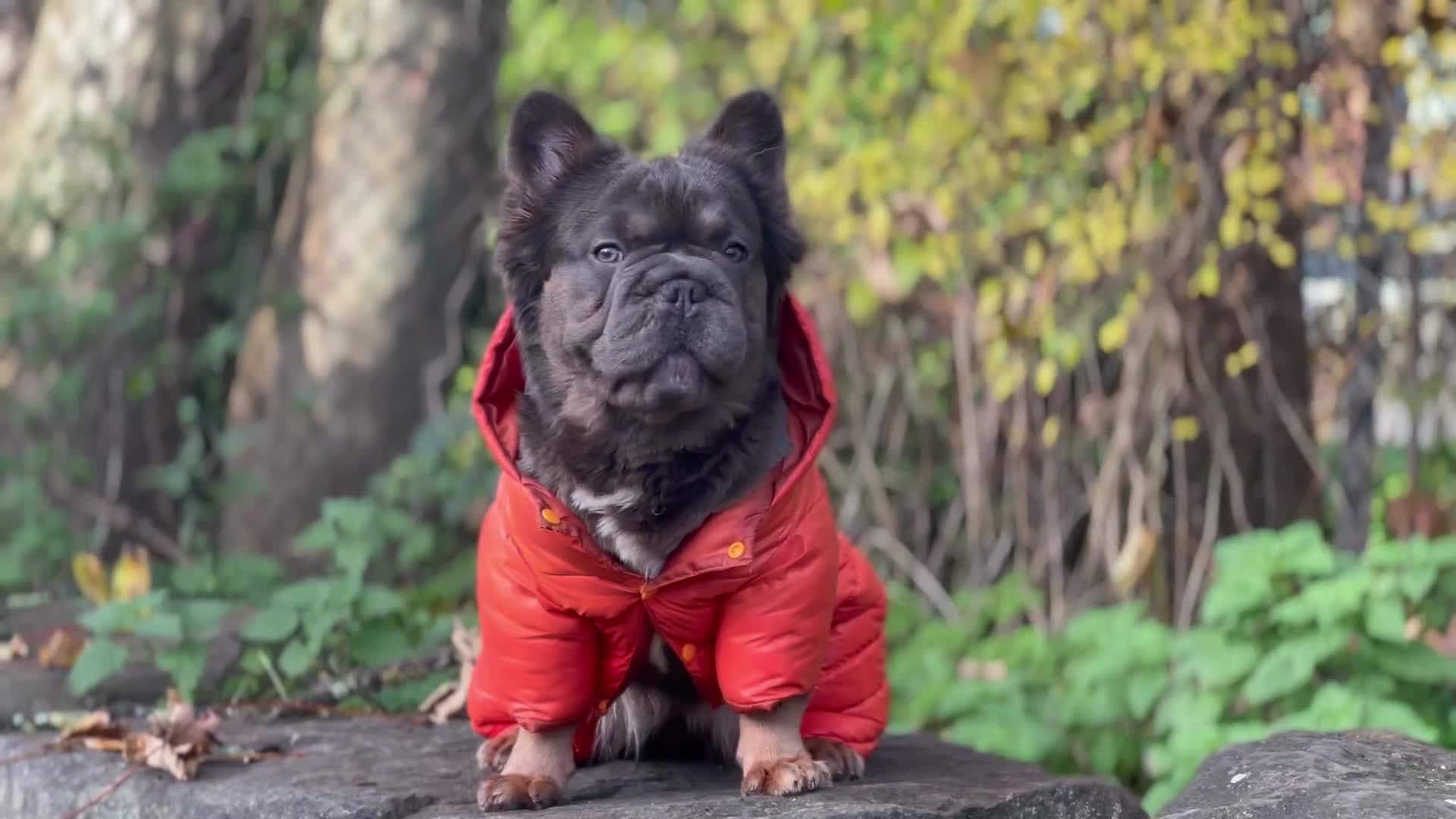 French Bulldog dogs for sale: Fluffy French bulldog🦁 - Video 1