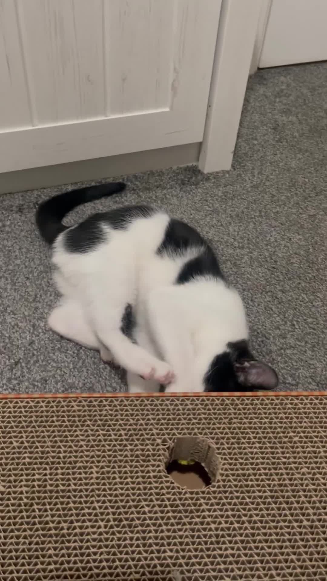 Mixed Breed cats for sale: Sweet Kitten looking for a calm home - Video 1