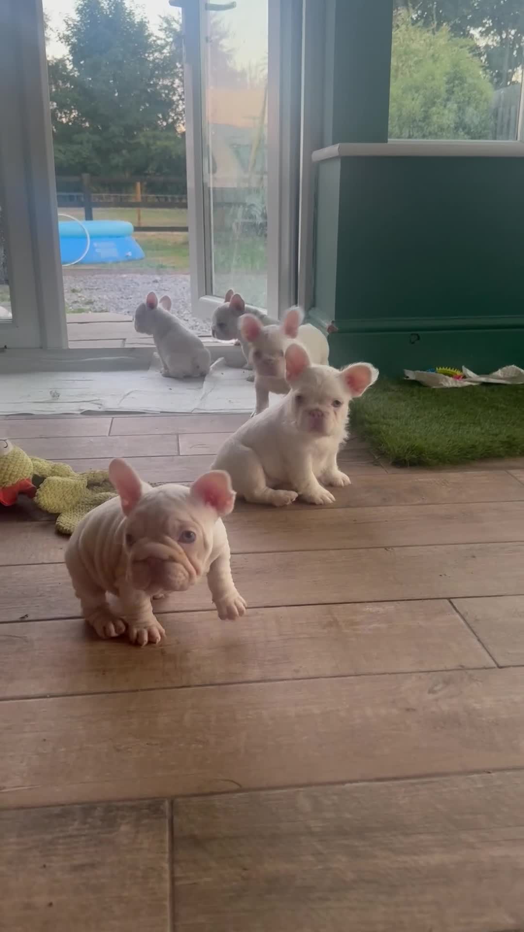 French Bulldog dogs for sale: French bulldog puppies- Ready to leave  in York - Video 3