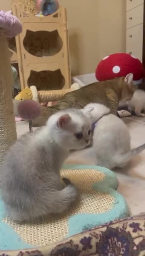 Scottish Fold cats for sale: Beautiful Scottish Straight Kittens - Video 1