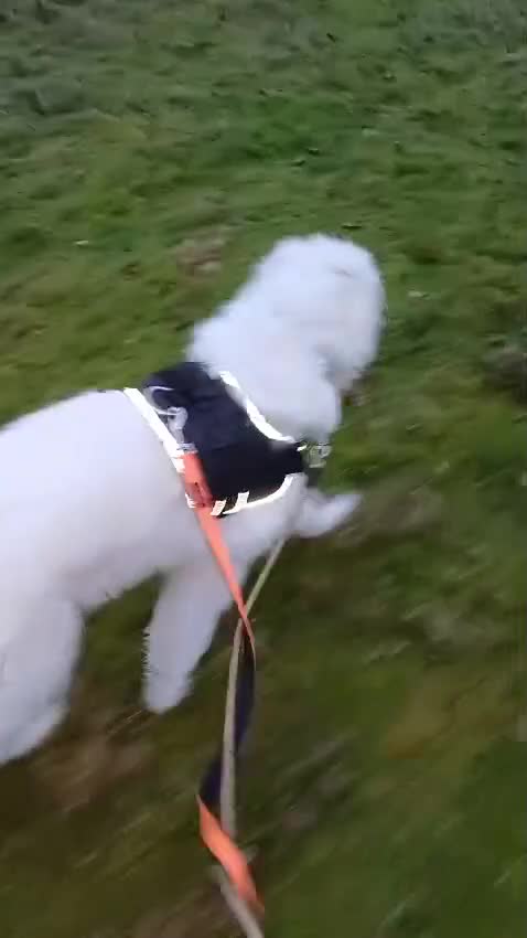 Mixed Breed dogs for adoption: Meet JOJO - a superb big girl, for a Loving Home - Video 3