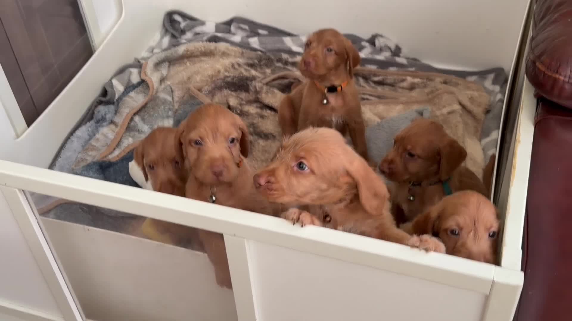 Hungarian Vizsla dogs for sale: Wirehaired Hungarian Vizsla 💕 - Video 1