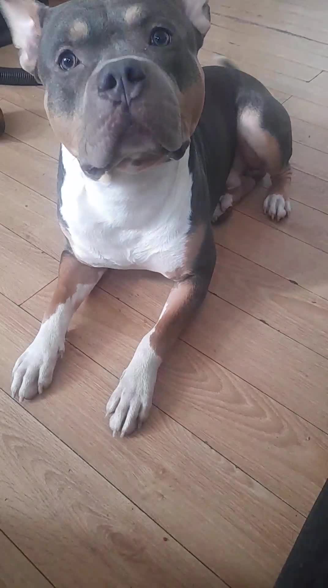 American Bull Staffy dogs for sale: Cali  - Video 1