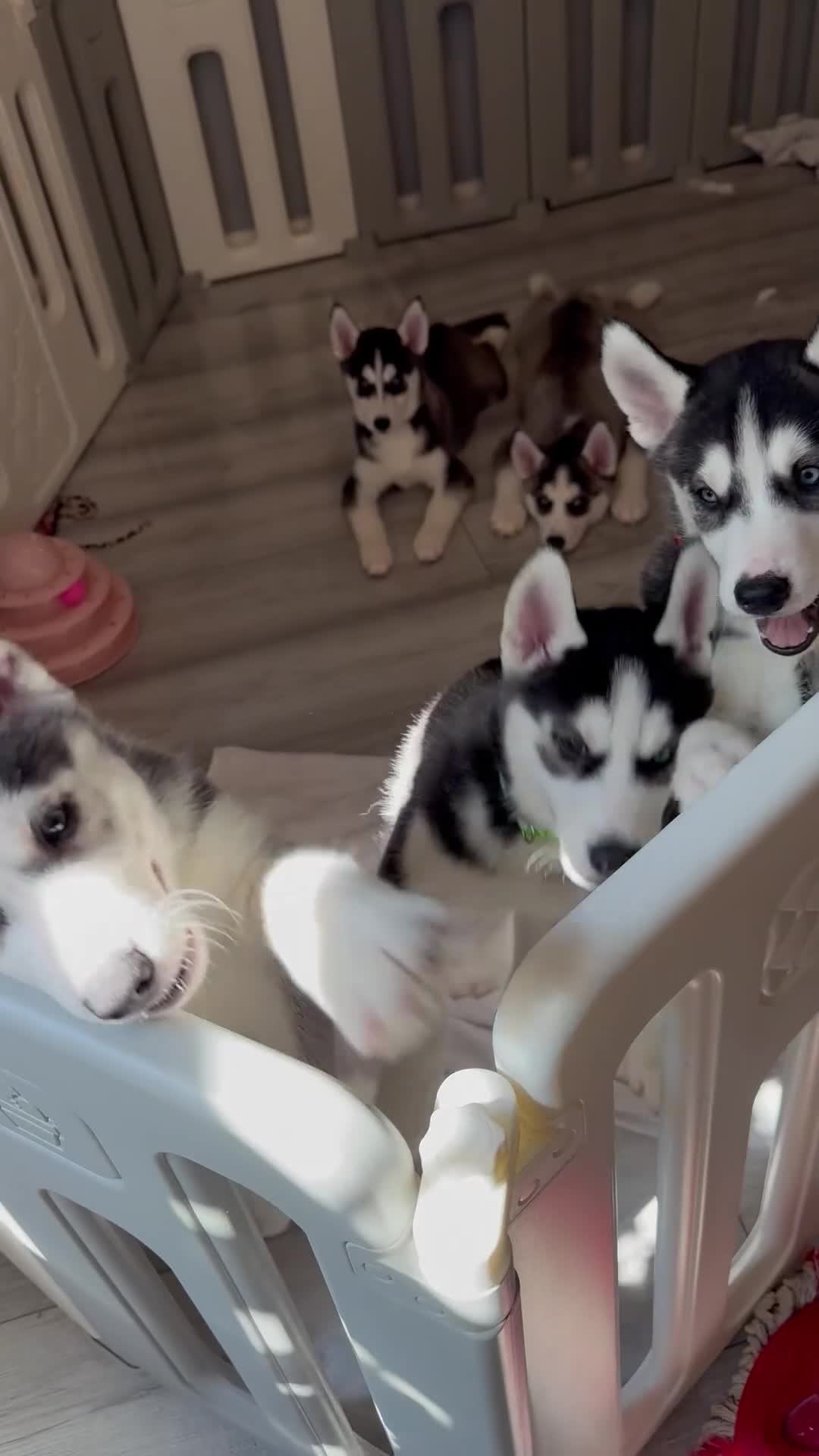 Siberian Husky dogs for sale: Beautiful loving Blue Eyed Siberian Husky’s - Video 1