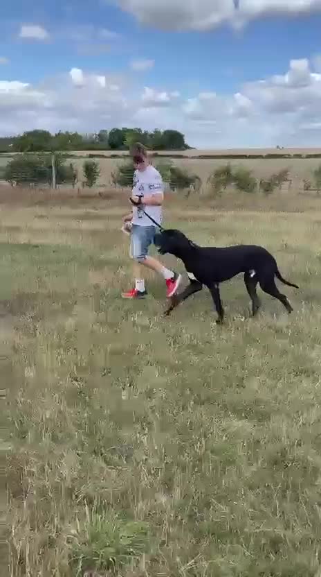 Great Dane dogs for sale: Great Dane - Video 1