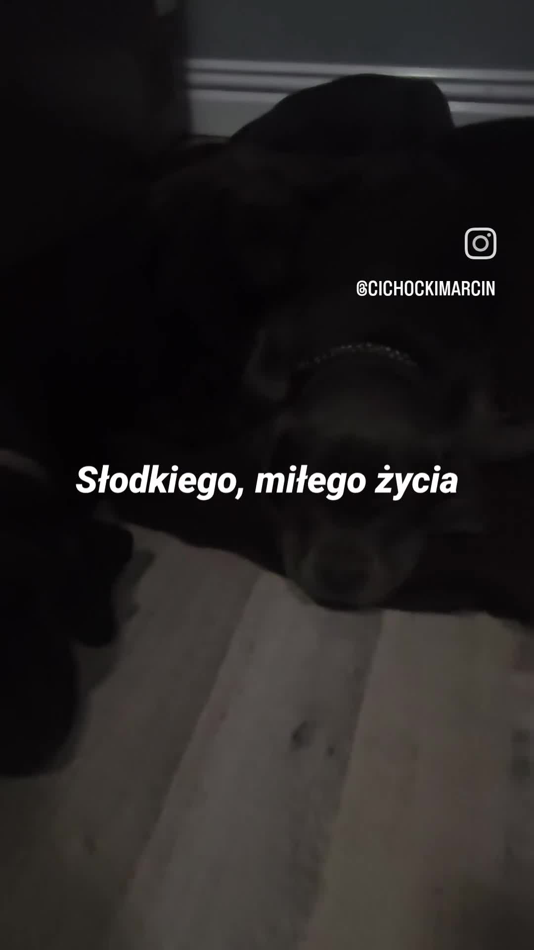 Mixed Breed dogs for sale: Prety puppy - Video 1