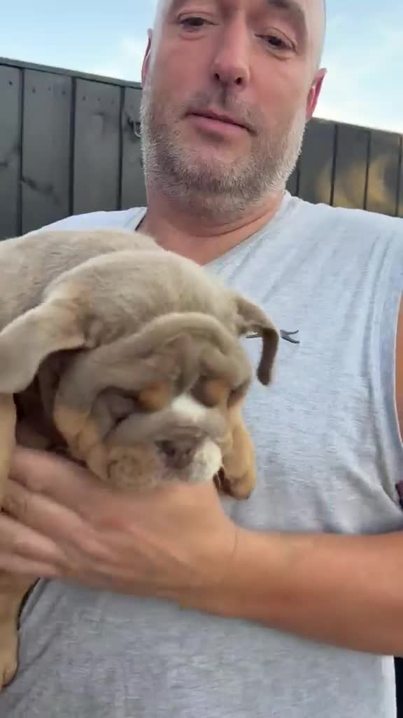 English Bulldog dogs for sale: English Bulldog  - Video 1