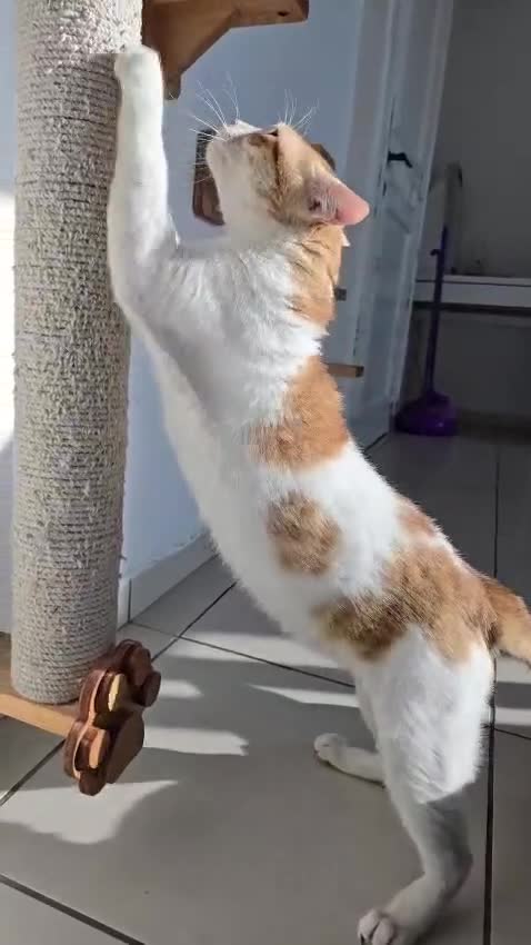 Mixed Breed cats for adoption: [Indoors only] Goofy! Adorable clingy champ! - Video 1