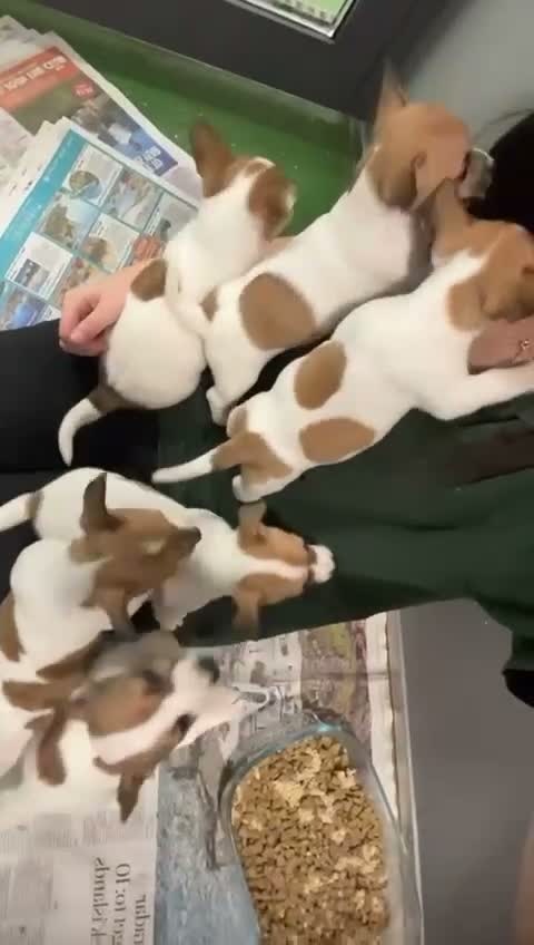 Jack Russell dogs for sale: Jack Russel pups in Congleton - Video 1