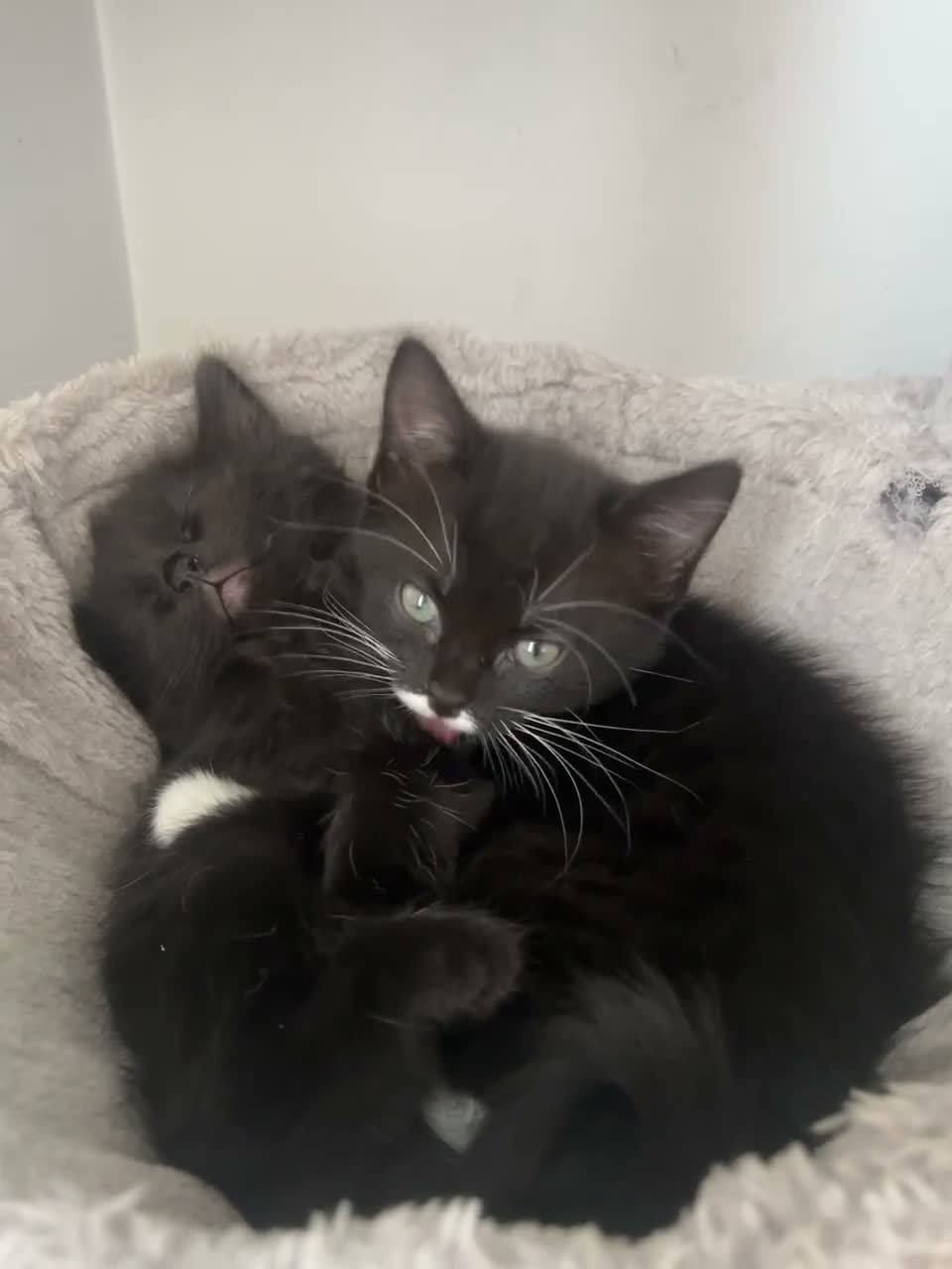 Mixed Breed cats for sale: 🐾💕 Adorable Fluffy KittensLooking for Homes 🐱🏡 - Video 1
