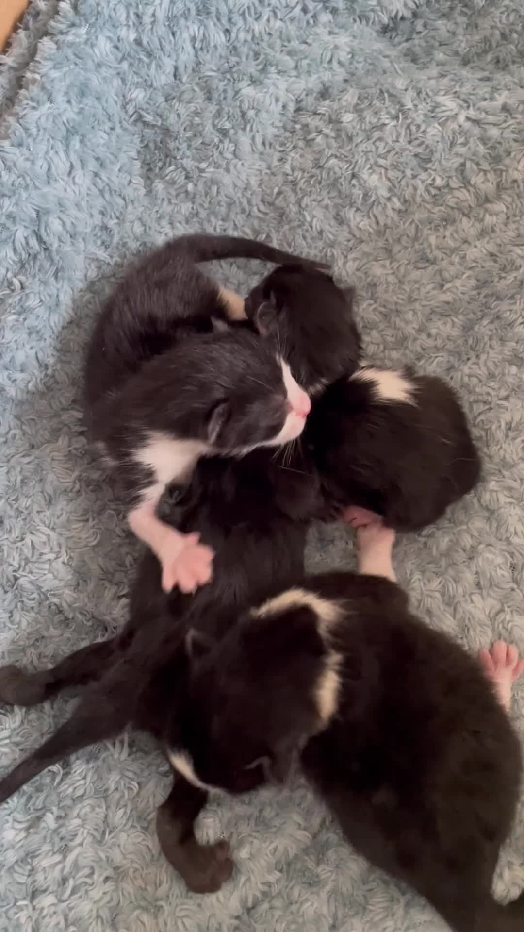 Mixed Breed cats for sale: Mixed breed kittens - Video 1