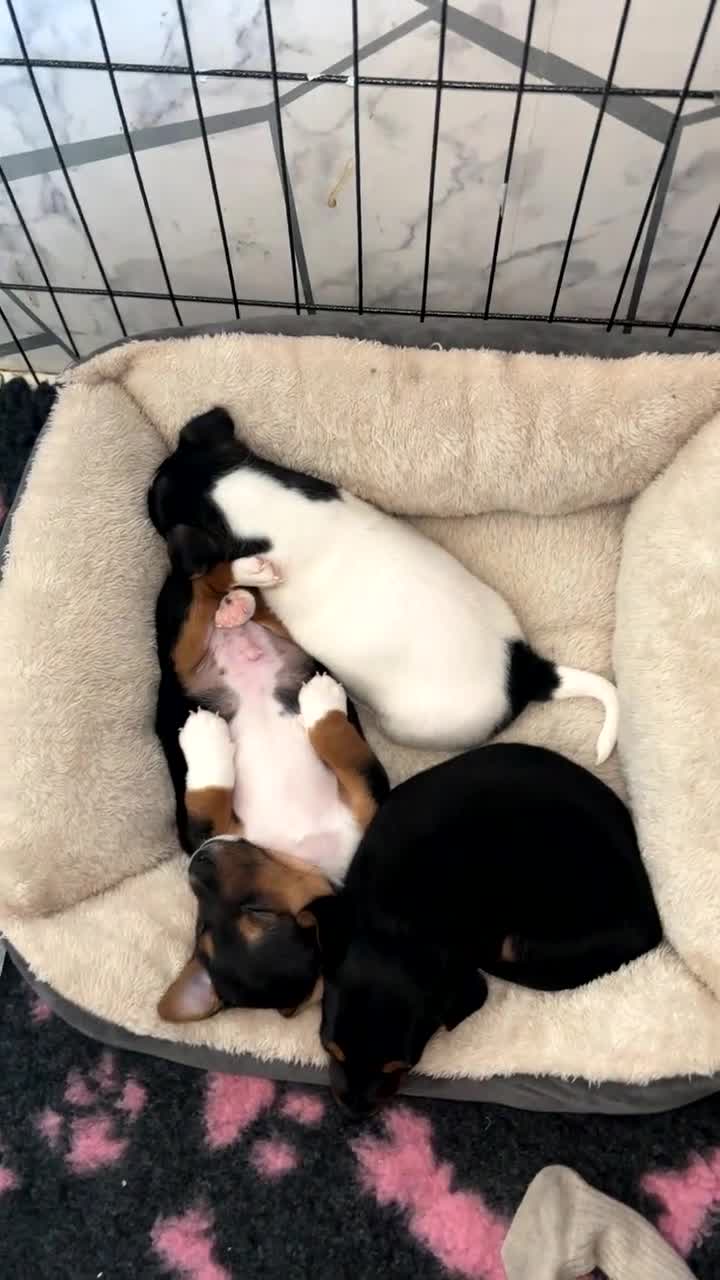 Jack Russell dogs for sale: Miniature jack Russell  - Video 1