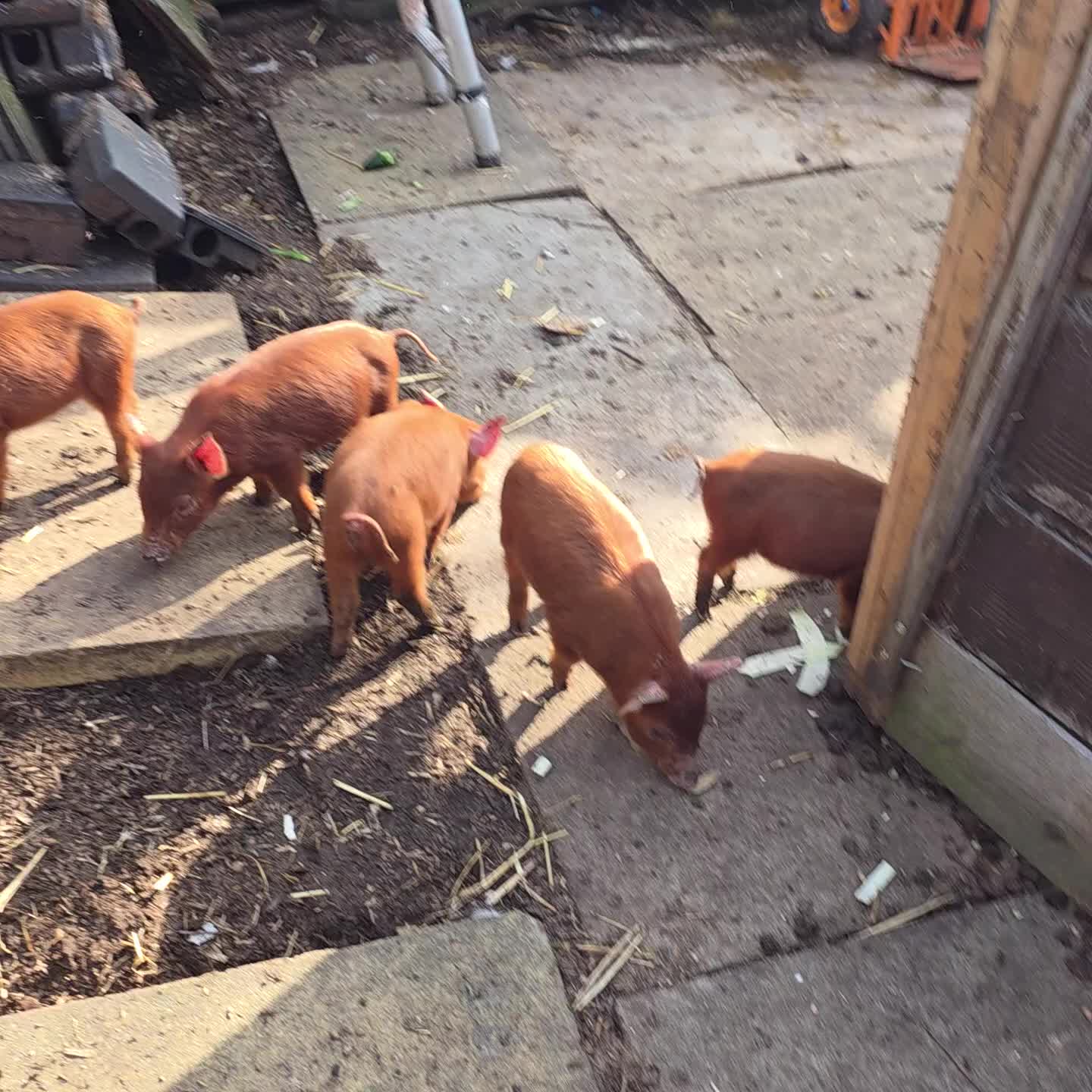 Pig livestock for sale: Tamworth piglets x 6  - Video 1