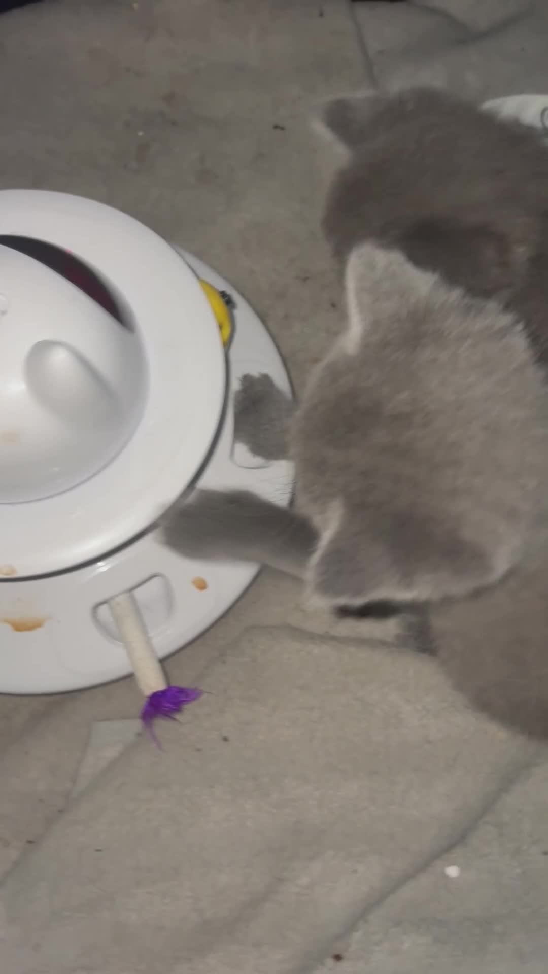British Shorthair cats for sale: British Shorthair kittens  - Video 5