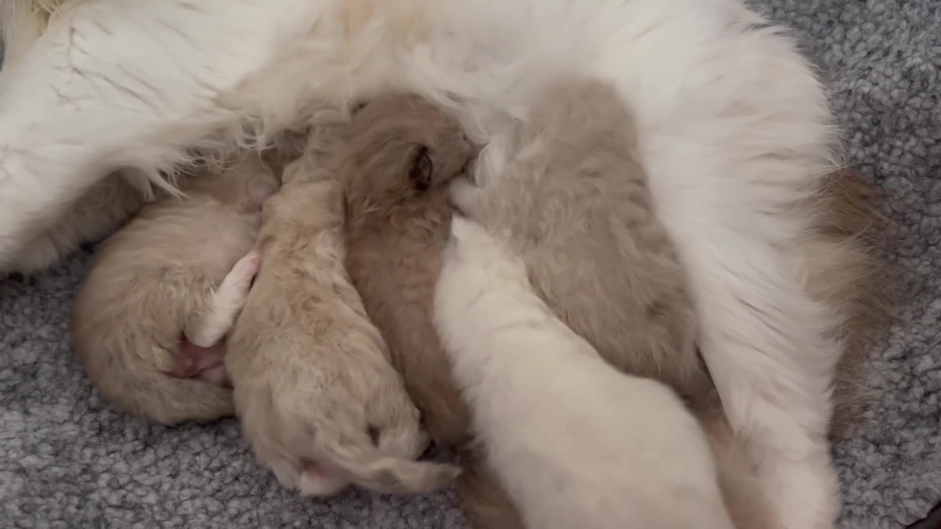 Ragdoll cats for sale: Registered Cheribum Kittens in Glasgow - Video 1