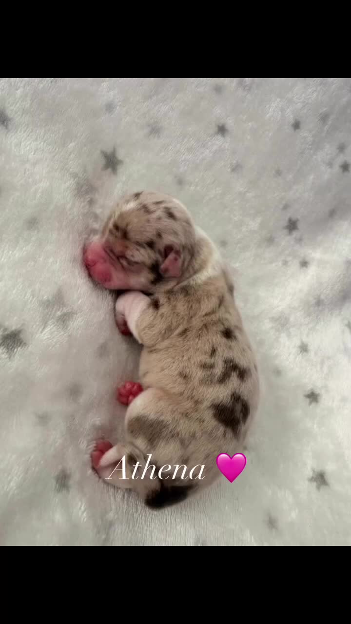 Chihuahua dogs for sale: Beautiful Chihuahua Puppies Raised in Loving Home - Video 1