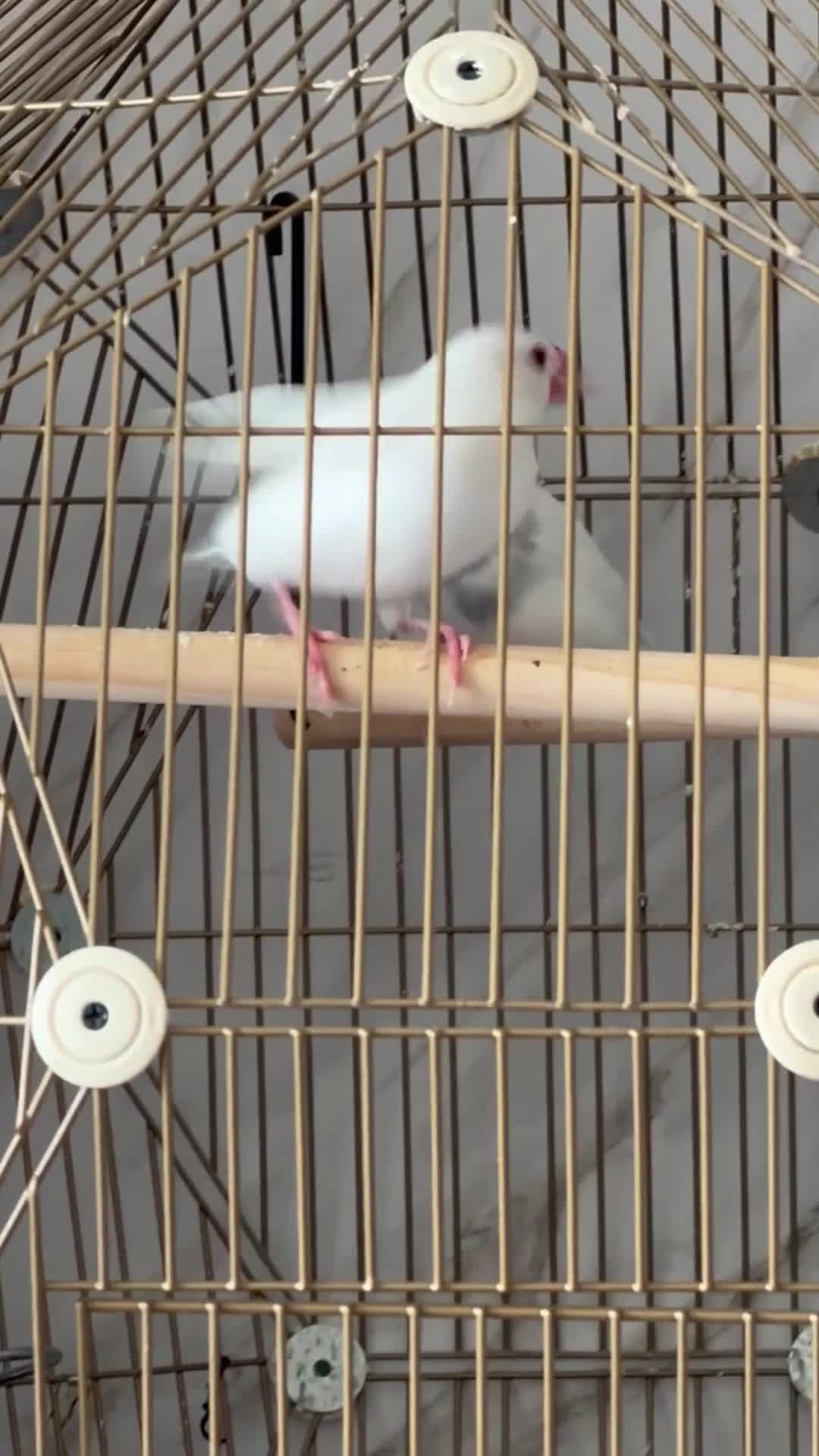 Finches birds for sale: Java sparrows  in Tipton - Video 1