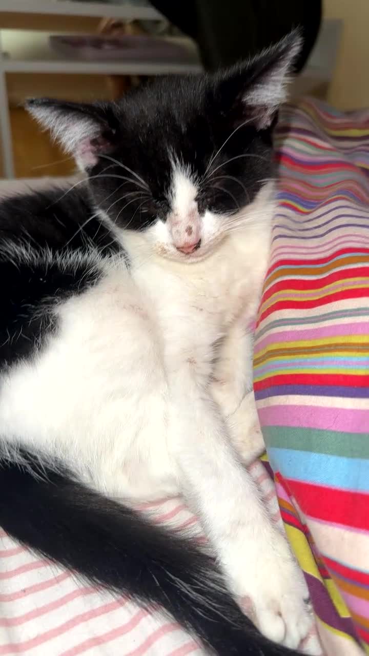 Mixed Breed cats for sale: Moomoo the freckled kitten - Video 1