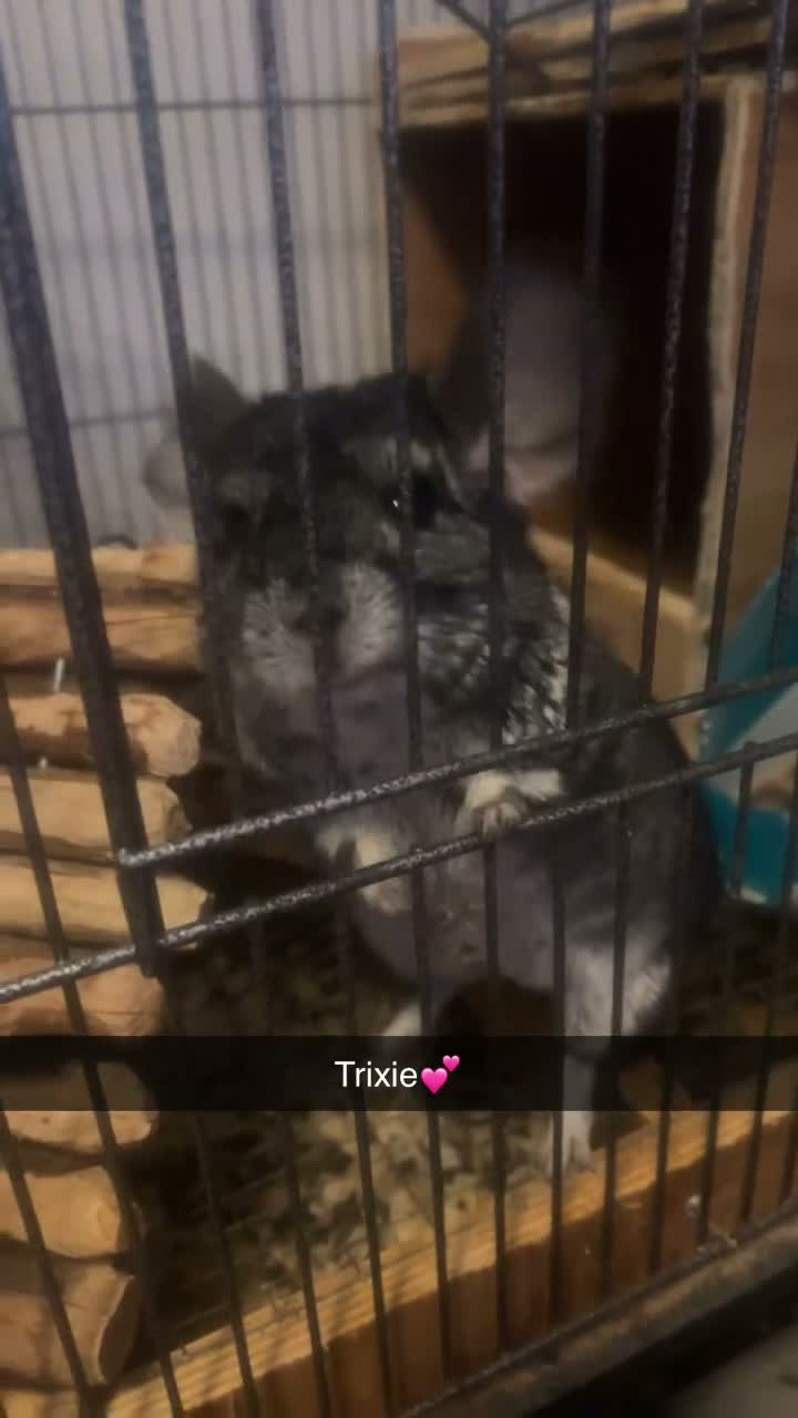 Chinchilla rodents for sale: Chinchilla  in Leicester - Video 1