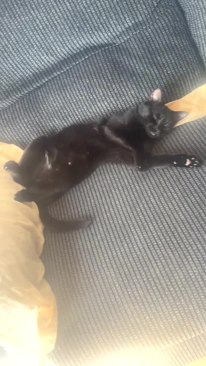 Bombay cats for sale: Black cat for sale  - Video 1