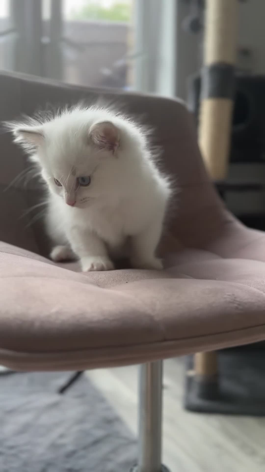Ragdoll cats for sale: Gorgeous Balls Of Fluff 🥰😻🤗 - Video 1