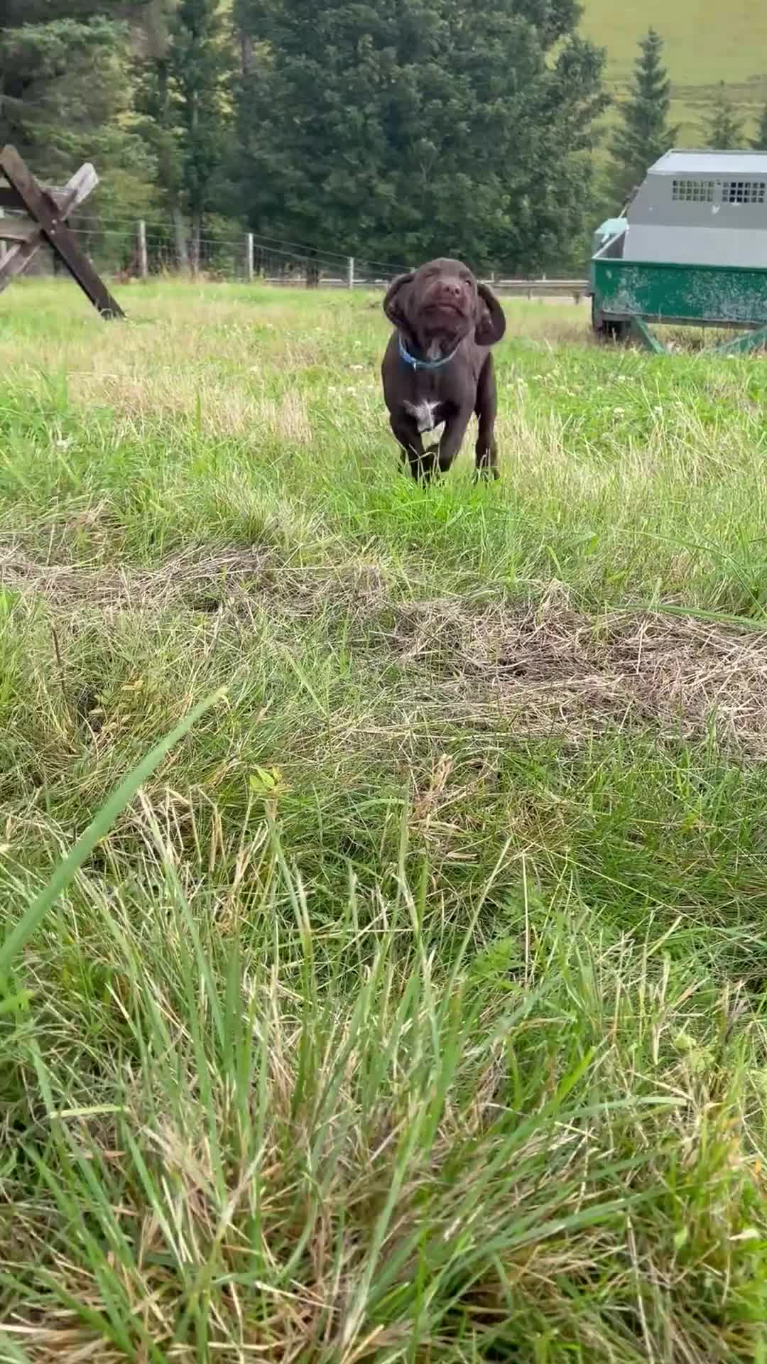 Mixed Breed dogs for sale: BITCH NOW AVAILABLE! GWP X Labrador puppies - Video 5