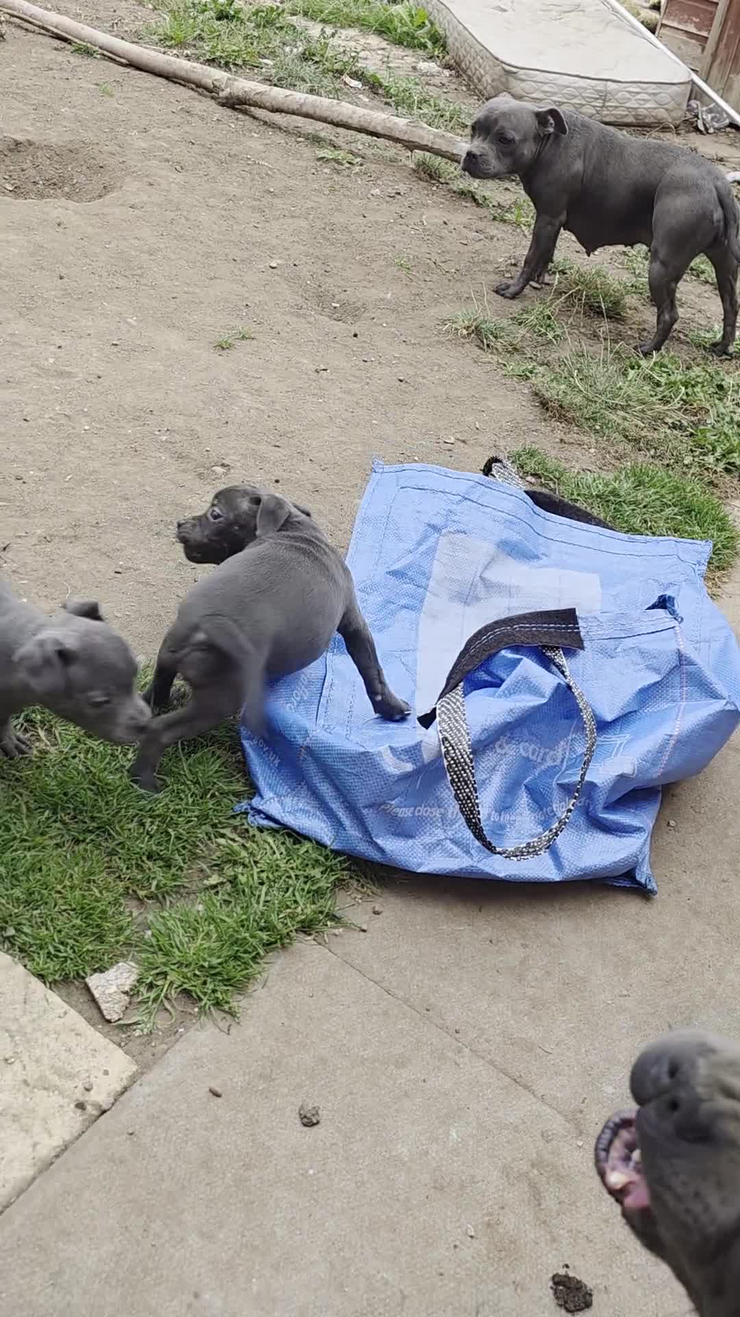 Staffordshire Bull Terrier dogs for sale: 3 playful, lively chunky puppies - Video 4