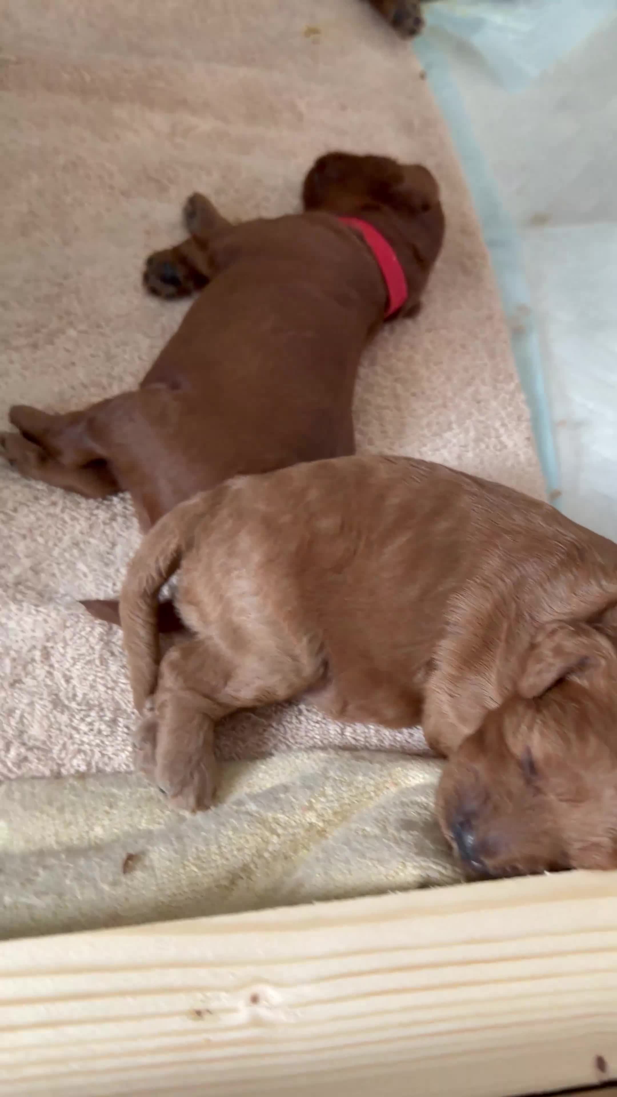 Cavapoo dogs for sale: 4 Beautiful F1B Cavapoo’s 🐶  - Video 1