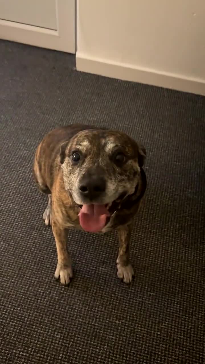 Mixed Breed dogs for sale: Staffy cross - Video 1