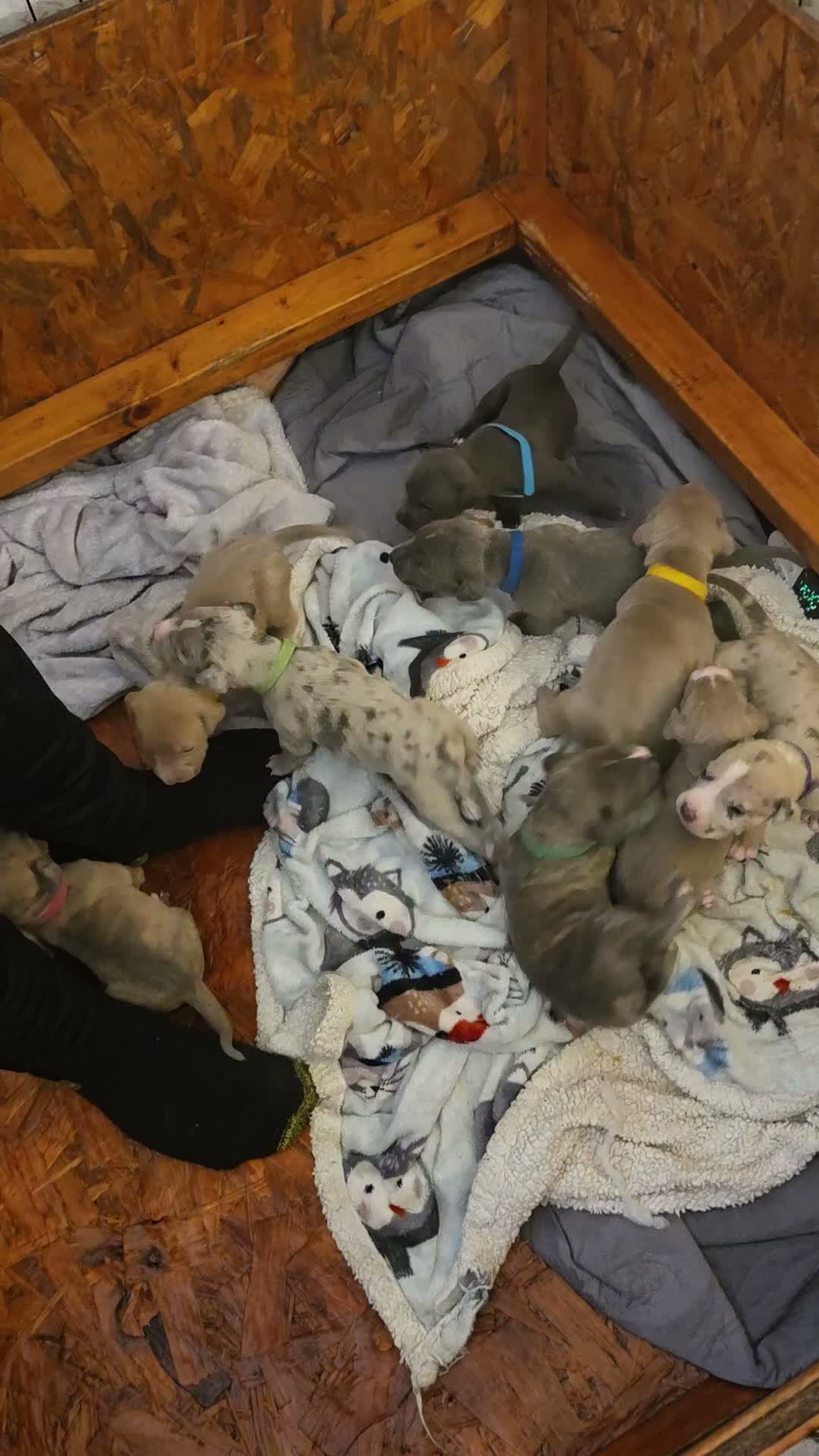 Mixed Breed dogs for sale: Staffy x American bulldog  - Video 3