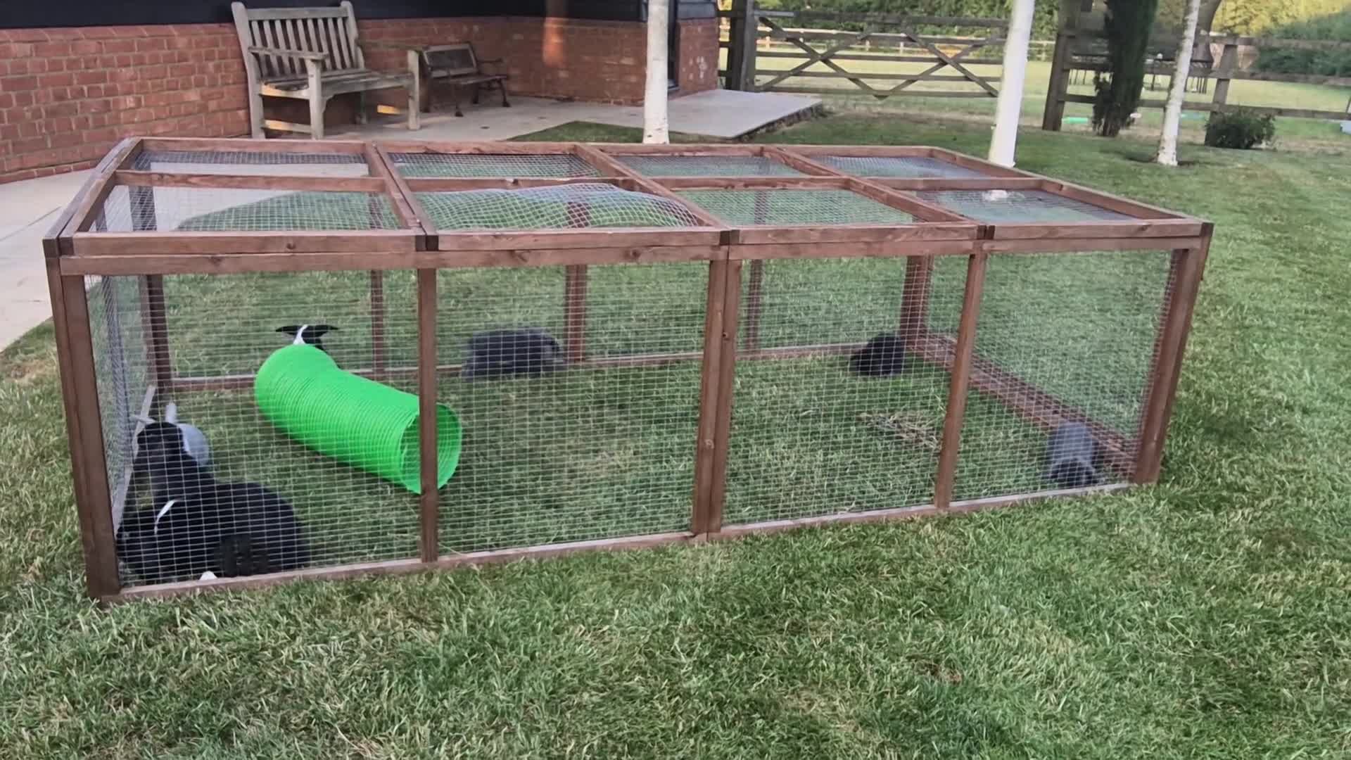 Mini Lop rabbits for sale: Baby lop eared rabbits - Video 1