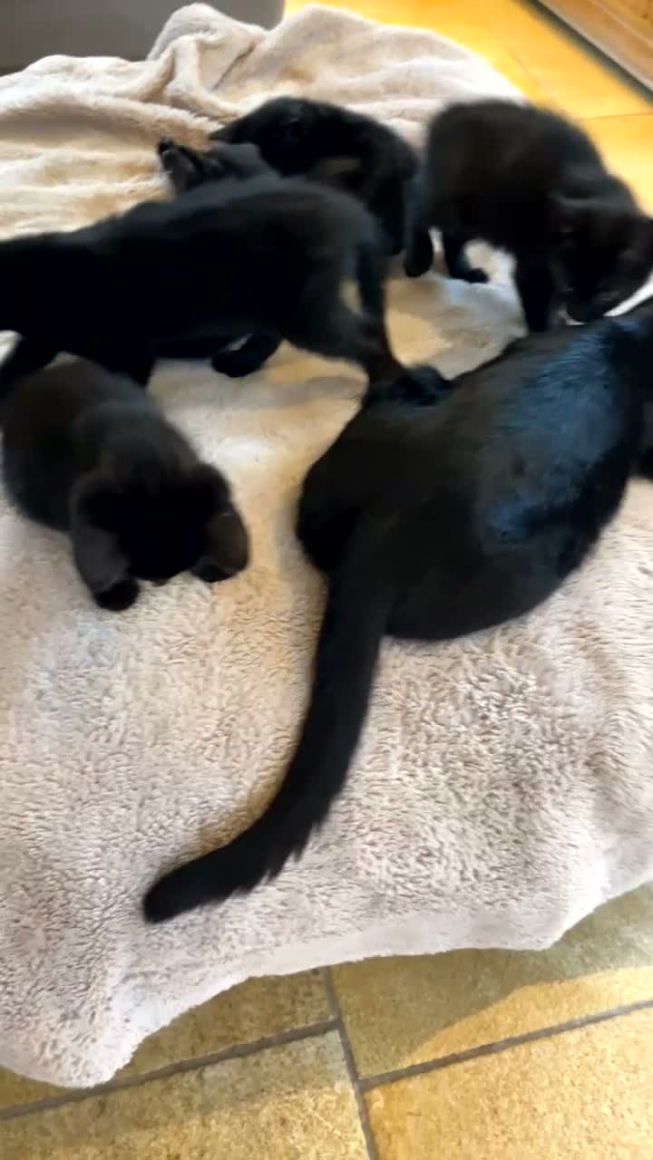 Mixed Breed cats for sale: 6 adorable black kittens for sale - Video 2