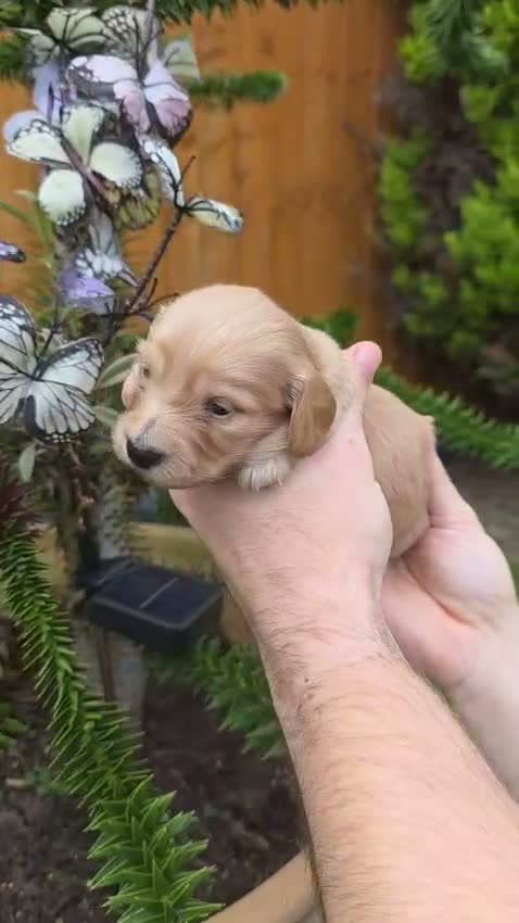 Miniature Dachshund dogs for sale: ⭐KC Clear Cream Long-Haired Miniature Dachshunds⭐ - Video 3