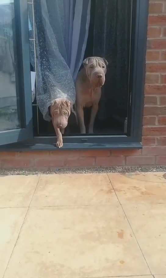 Shar Pei dogs for sale: Shar-pei Puppies - Video 1