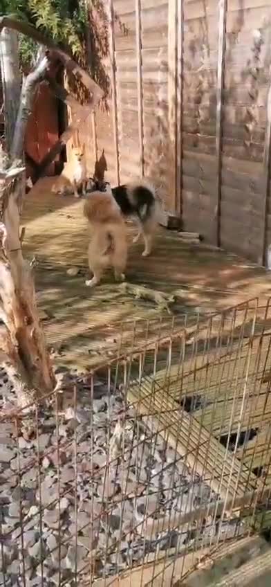 Pomsky dogs for sale: Lilac fawn wooly coat sky blue eyes, Mila - Video 1