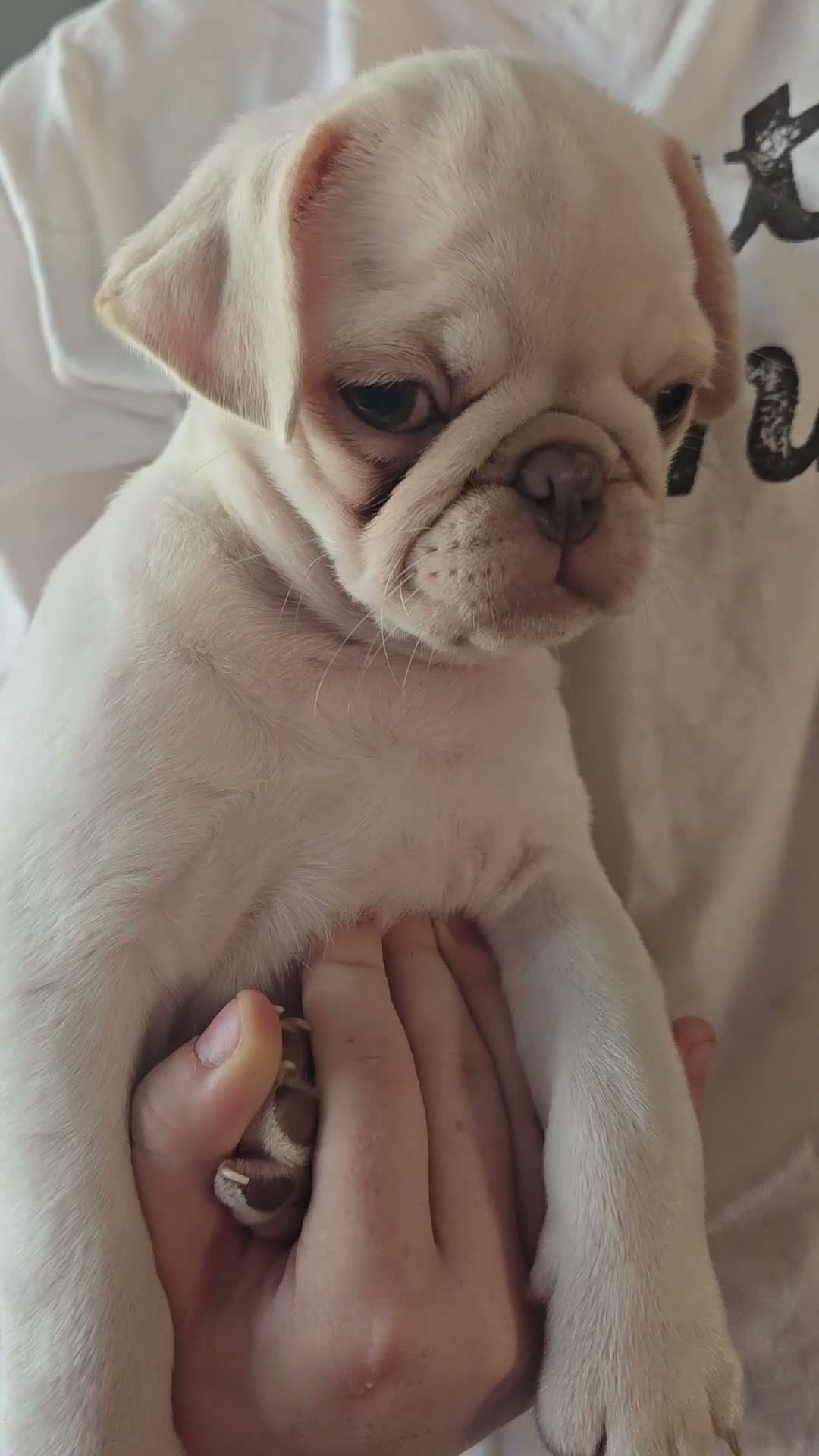 Pug dogs for sale: Kc registered Pug puppies  - Video 1