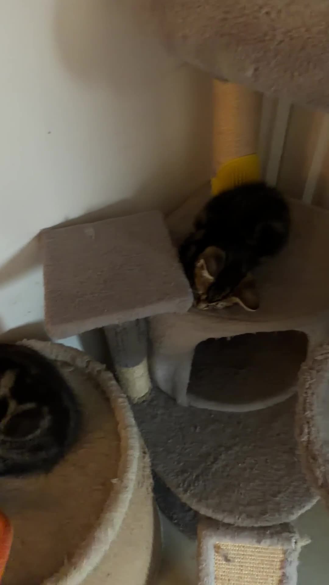 Domestic Shorthair cats for sale: Domestic Shorthair Tabby - Video 1