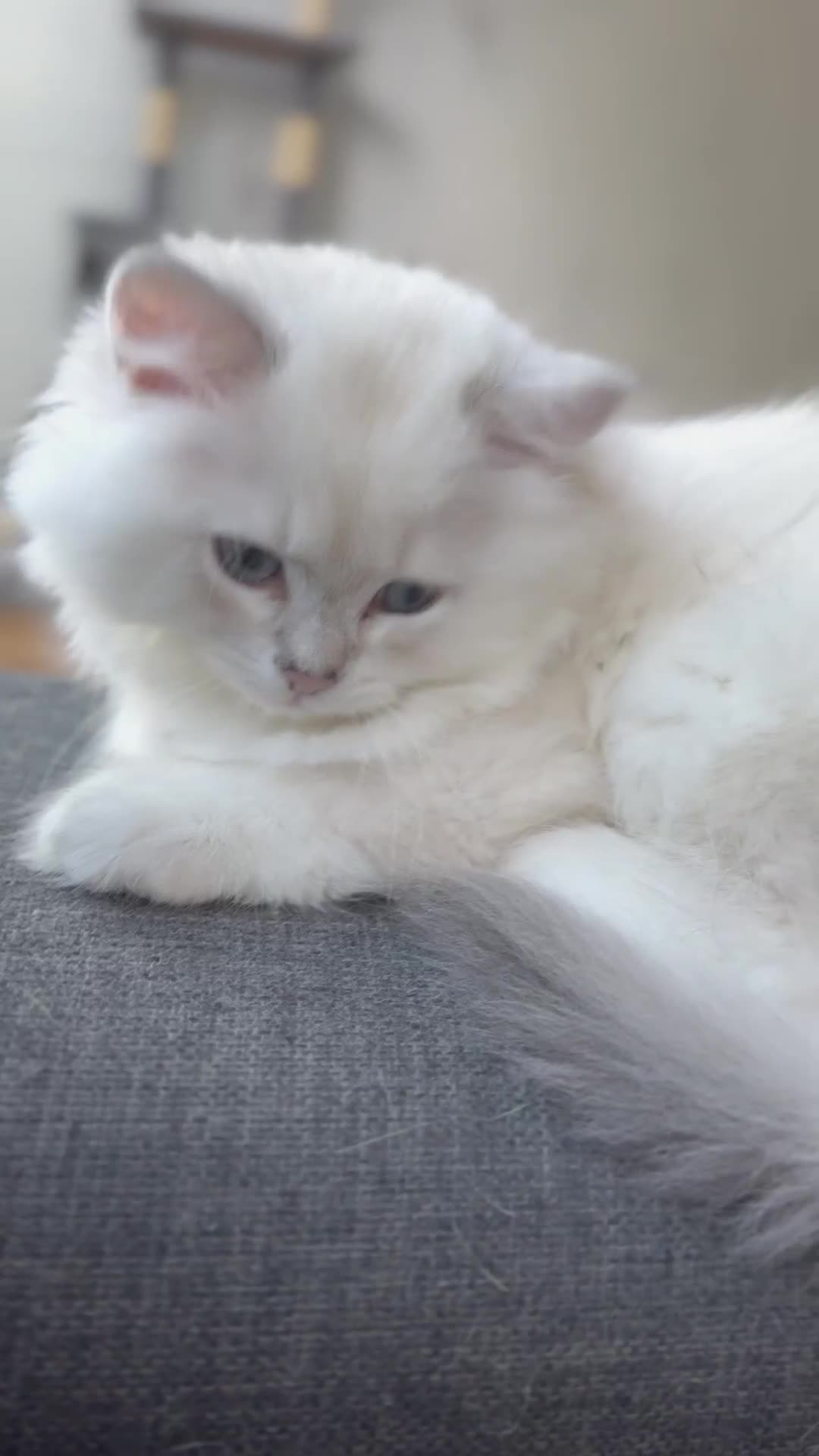 British Longhair cats for sale: Boy white gold and silver 😍 - Video 2