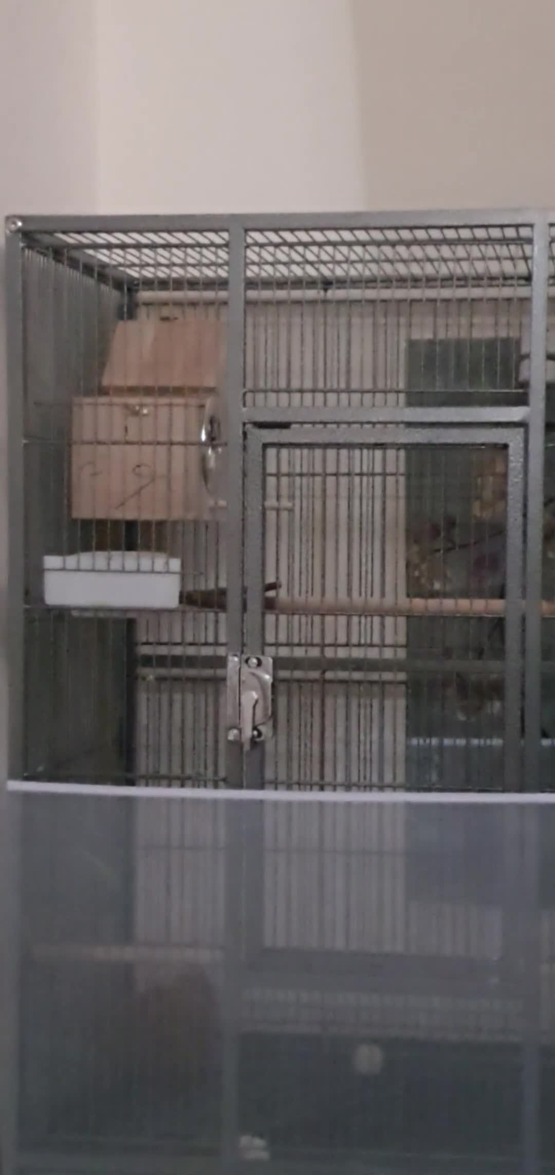 Budgerigars birds for sale: Rainbow Budgies  - Video 3