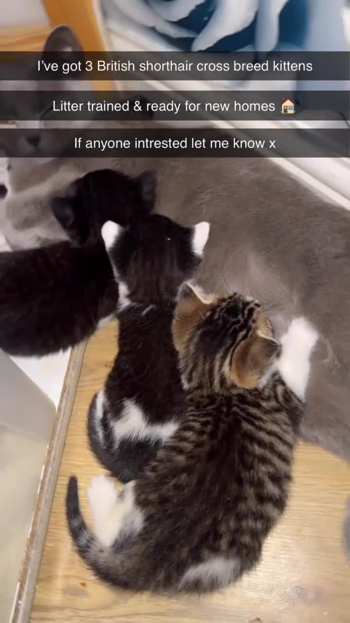 Mixed Breed cats for sale: British shorthair Crossbreed kittens for sale  - Video 1