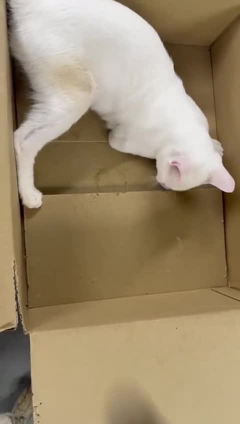 Mixed Breed cats for adoption: PIKA-PARKER SHORT HAIRBREED THAT LOOSE LITTLE HAIR - Video 3