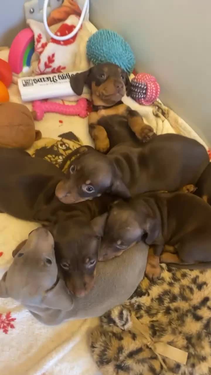 Miniature Dachshund dogs for sale: READY KCREG Miniature Dachshund HealthTested Pups  - Video 1