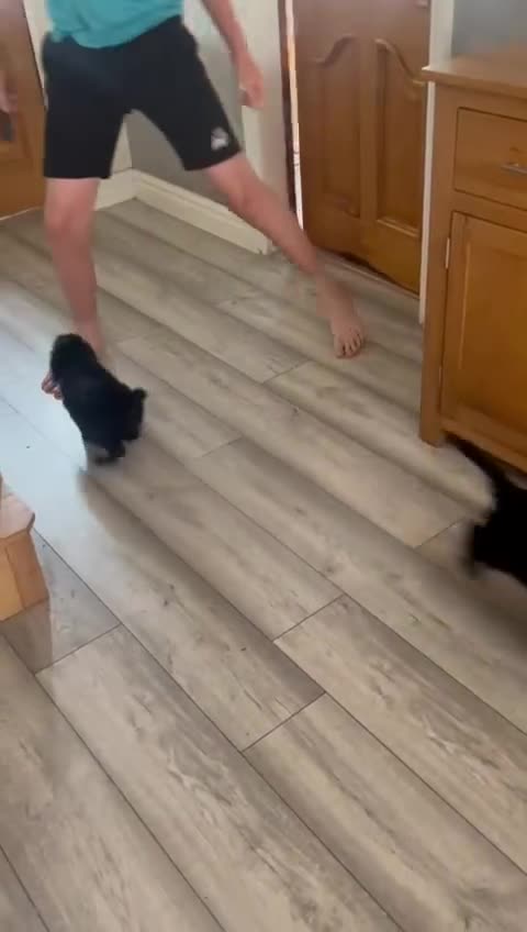Cockapoo dogs for sale: Gorgeous F1 cockapoo puppies  - Video 2