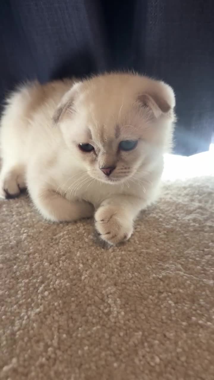 Scottish Fold cats for sale: BEAUTIFUL WHITE SCOTTISH FOLDS - Video 3