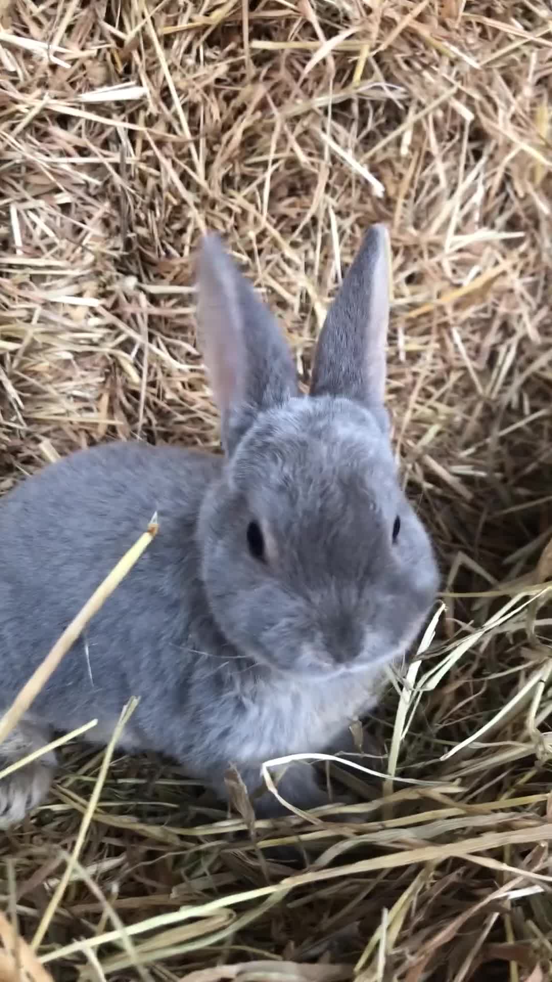 Rex rabbits for sale: Beautiful Pure Breed Velvet Mini Rex babies 🐰  - Video 1