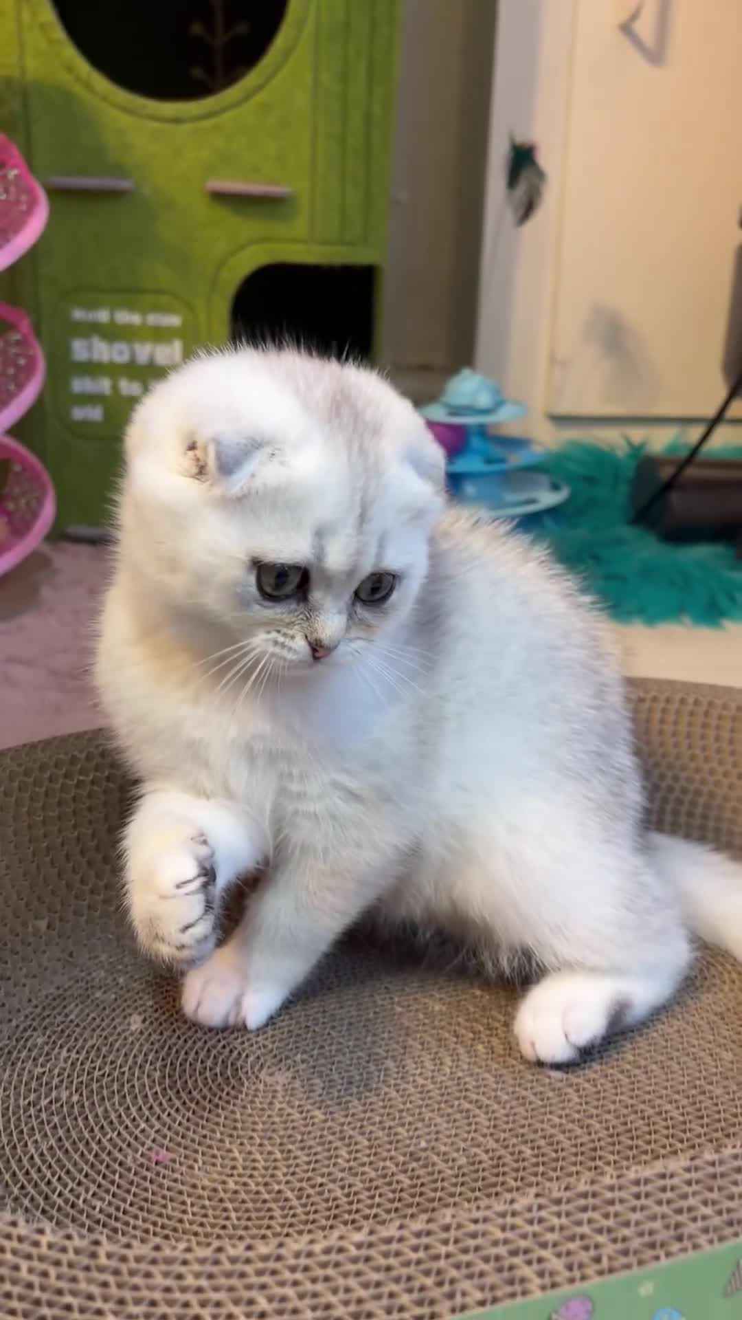Scottish Fold cats for sale: Adorable Scottish Fold Kitten - Video 1
